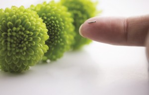 seedonfinger_cropped